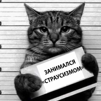 Лазертаг Смоленск — день рождения — Котик нарушал правила, и теперь котик н… — фото 37 — декабрь 2020