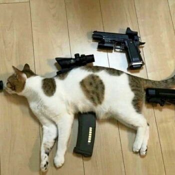 Лазертаг Смоленск — корпоратив — Оружие массового умиления😸 #цвтисмоленс… — фото 10 — март 2021