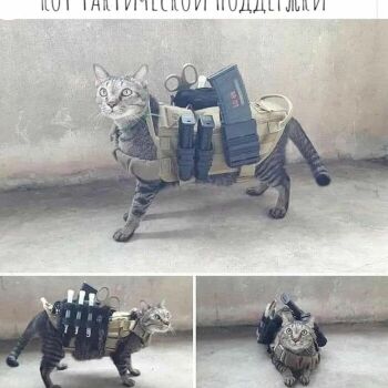 Лазертаг Смоленск — корпоратив — Поддержка нужна каждому😼 #цвтисмоленск… — фото 22 — июль 2021