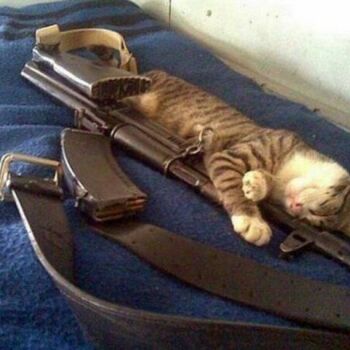 Лазертаг Смоленск — корпоратив — Боевые котики😼 #цвтисмоленск #лазертаг… — фото 18 — сентябрь 2021